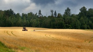 Road and cereal field against dark stormy clouds